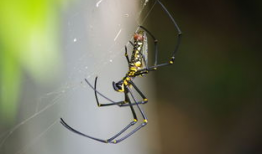 蜘蛛视频,揭秘网络世界的蜘蛛侠